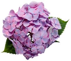 Hydrangea macrophylla 'smnhmp' ppaf, cpbraf. Let S Dance Big Easy Reblooming Hydrangea Hydrangea Macrophylla Proven Winners