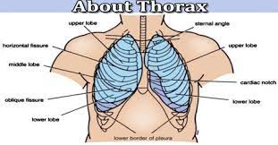 The human body play a major role in the development. About Thorax Assignment Point