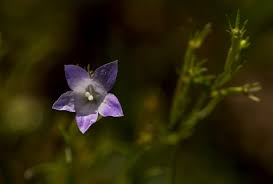 Image result for Gunillaea rhodesica