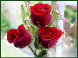 Here S A Token Of My Respect For All Those Wonderful Ladys Out There Especially Mine Rose Flower Wallpaper Good Morning Flowers