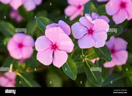 Image result for Catharanthus