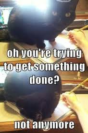 Pin By Kathleen Ramirez On Nerd Life Funny Animals Funny Animal Memes Funny