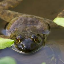 Other frogs in north america can only lay about 2,000 to 3,000 eggs and most of them don't live long enough to become full grown frogs because of the predators. American Bullfrog Burke Museum