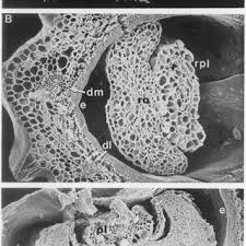 Image result for Otiophora lebruniana