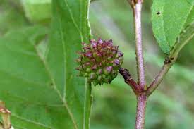 Image result for Triumfetta amuletum