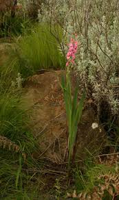 Image result for Gladiolus crassifolius
