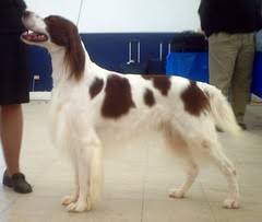 (no pee/poopack of 2) 4.3 out of 5 stars. Rare Endangered Dog Breeds Flickr