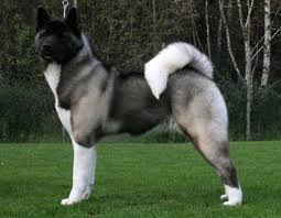 American Akita Inu The Akita Is A Large Spitz Breed Of Dog