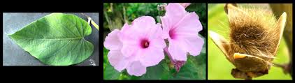 Image result for Ipomoea tenuipes