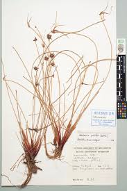 Image result for Isolepis prolifera