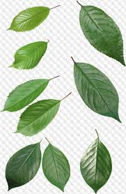 Find & download free graphic resources for leaf png. Free Green Leaves Png 65 Images For Free Download Transparent Background