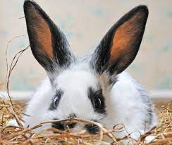 Help My Rabbit Is Sick And I Can T Reach My Vet Petfinder