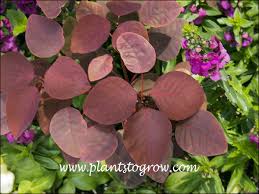 Image result for Euphorbia cotinifolia