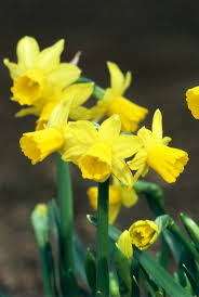 The Daffodil Tete A Tete Grows To Just 6 Inches Tall Spring Bulbs Planting Bulbs In Spring Early Spring Flowers