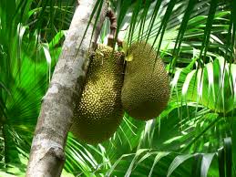 Image result for Artocarpus heterophyllus