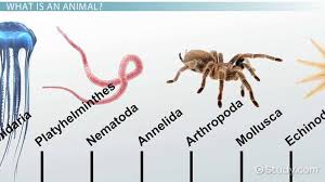 major animal phyla their characteristics