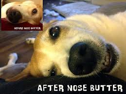 Products Archive The Blissful Dog Dry Dog Nose Dog Nose Cracked Dog Nose