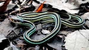 Endemic to north and central america, species in the genus thamnophis can be found from the subarctic plains of canada to costa rica. Snake I D Louisiana S Snakes Identified Louisiana Sportsman