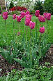 Tulip Flowers V 2020 G Posadka Cvetov Tyulpany Cvetovodstvo
