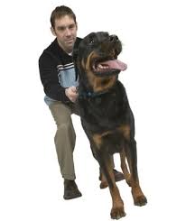 When Does A Rottweiler Stop Growing Pets