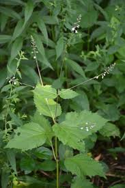 Image result for Fuirena leptostachya