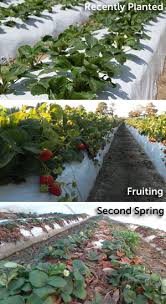 Beds should be at least 6 to 8 inches deep. How To Grow Everbearing Strawberries Heeman S