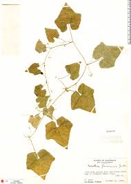 Image result for Melothria sphaerocarpa