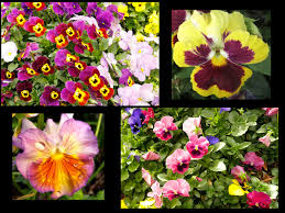 Image result for Violaceae