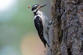 See more ideas about cute animals, pets, funny animals. Hairy Woodpecker Audubon Field Guide