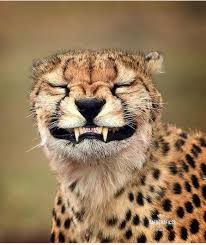 Pin By Sadama Barca10 On صورحيوانات مفترسة Funny Animal Faces Animal Faces Memes Funny Faces