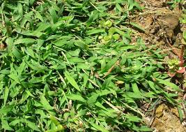 I sprayed my entire raleigh st. In The Weeds Dealing With Grassy Lawn Invaders Bedevils Gardeners