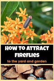 Every firefly species has its own morse code of flashes to attract others like it. How To Attract Fireflies Or Lightning Bugs To Your Garden Gardening Channel