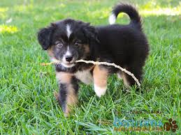 Black And Tan Australian Shepherd Puppies For Sale Valor Black Tri Miniature American Shepherd Puppy Australian Shepherd Working Dogs Miniature American Shepherd