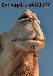 Camels form the genus camelus. Camel Cameos