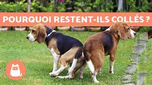 Mais perso j'suis aussi comme ça, je préfère les animaux à l'homme. Pourquoi Les Chiens Restent Colles Apres L Accouplement Avec Video
