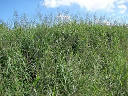 Image result for Urochloa dictyoneura