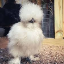 Our eggs are gathered daily, shipped no more than 3 days after they are laid, and stored properly to ensure freshness and improve viability. Silkie Chickens Eggs Height Size And Raising Tips