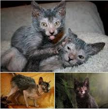 Check out our werewolf cat selection for the very best in unique or custom, handmade pieces from our shops. Lykoi Werewolf Cats Home Facebook