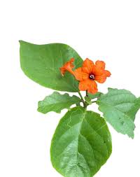 Image result for Geigeria africana