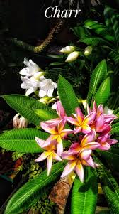 Pin By Ja Charin On Frangipani Frangipani Flowers Plants