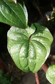 Image result for Dioscorea cayenensis