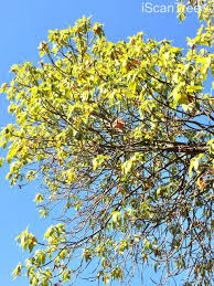 Image result for Breonadia