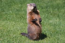 Ultrasonic pest repellers effects on mosquitoes. Best Groundhog Repellent Deterrent Wildliferemoval Com