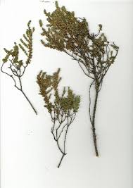 Image result for Clutia