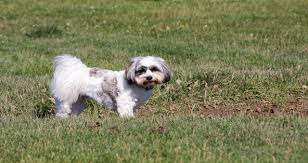 Some pet owners believe that their dog may lick their lips because. My Dog Has Been Gagging And Licking His Lips For The Past Day And A Half He Also Hasn T Been Drinking Water What Does This Mean And Petcoach