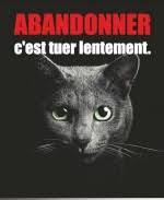 L'association aide également les personnes atteintes de maladies rares. Nombreux Chats Et Chatons A La Patte De L Espoir 61