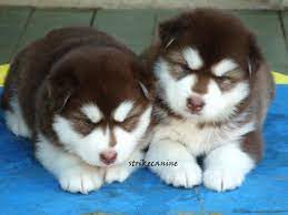 Actually the alaskan malamute price depends mainly on his her color red white black white brown white size giant or standard and his her origin akc fully or limited registered. White Malamute Puppies For Sale Alaskan Malamute Price In India Alaskan Malamute Puppy For Sale In Malamute Puppies Puppies Malamute