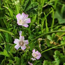 Image result for Malva neglecta