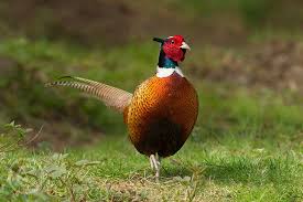 Pheasant Walking Along Track Bird Photo Pheasant Photo