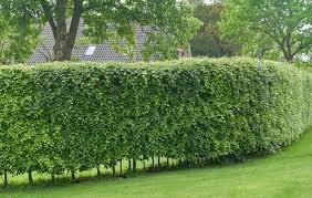 Image result for hornbeam hedge in winter